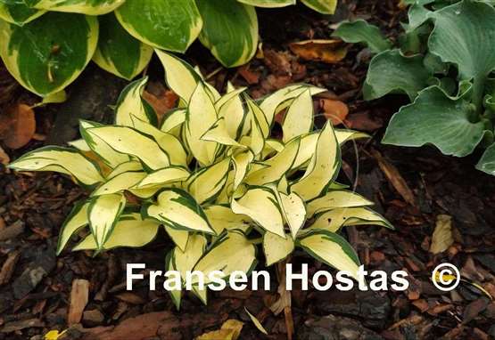 Hosta Ruffled Pole Mouse